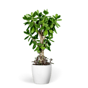 Lush Miniature jade Tree